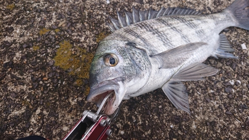 キビレの釣果