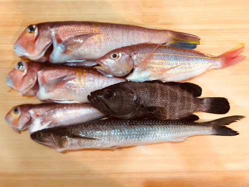 アマダイの釣果