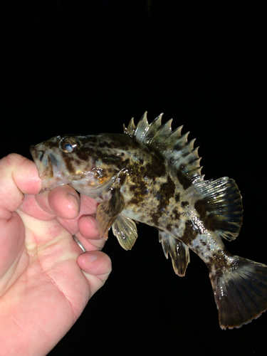 タケノコメバルの釣果