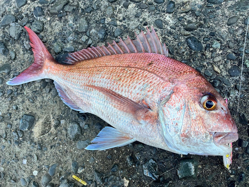 マダイの釣果