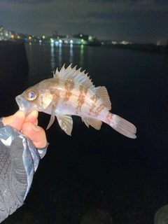 メバルの釣果