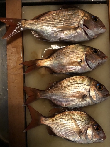 タイの釣果