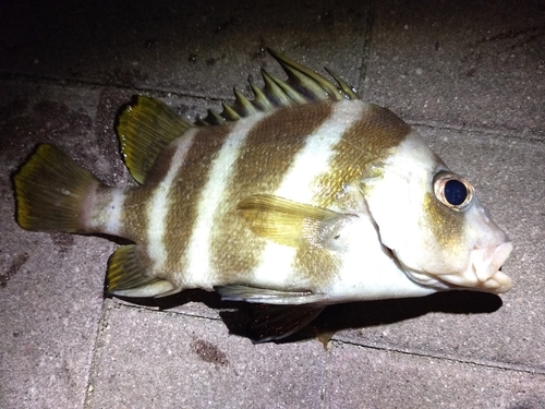 タイの釣果