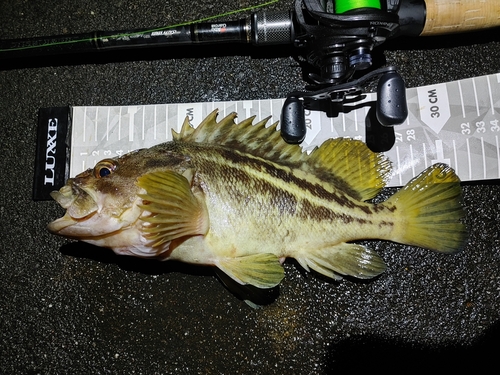 シマソイの釣果