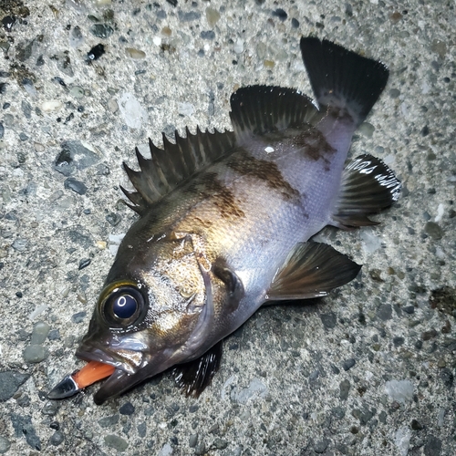 メバルの釣果