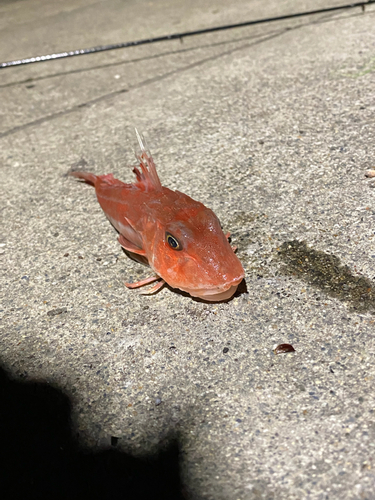 ホウボウの釣果