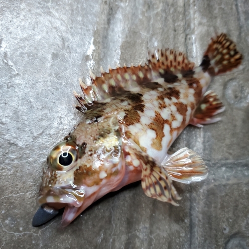 カサゴの釣果