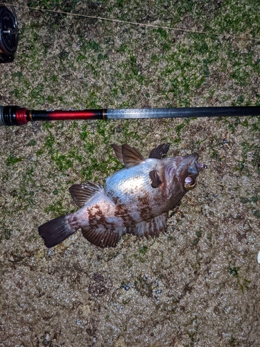 シロメバルの釣果