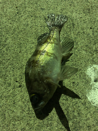 メバルの釣果