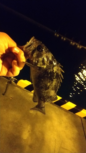 クロソイの釣果