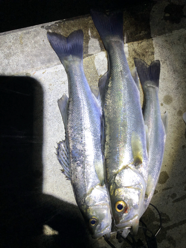 セッパ（タイリクスズキ）の釣果