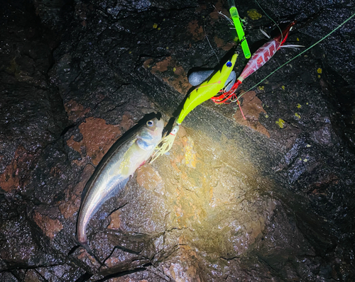 ハタハタの釣果