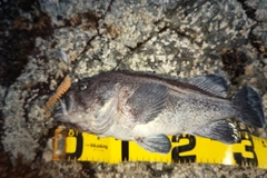 マゾイの釣果