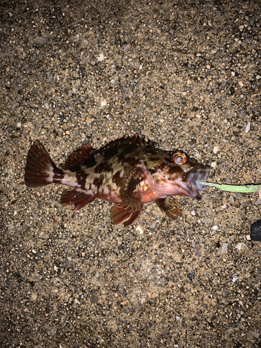 クロメバルの釣果