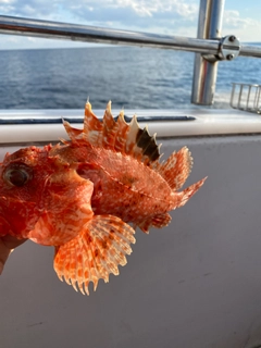 オニカサゴの釣果