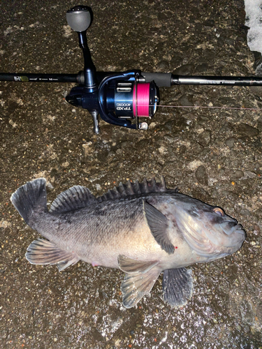 クロソイの釣果