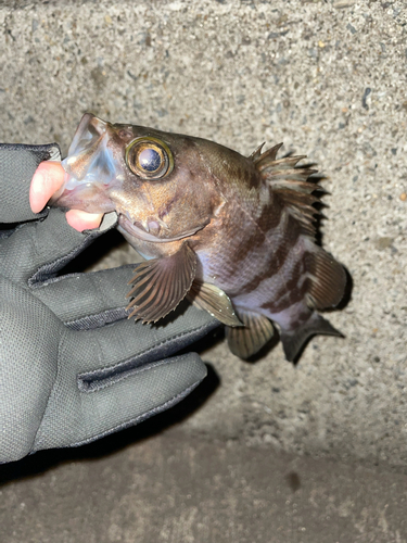 シロメバルの釣果