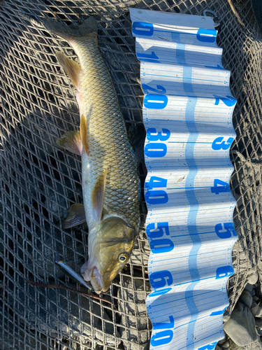 ニゴイの釣果