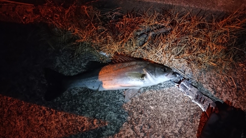 セイゴ（マルスズキ）の釣果