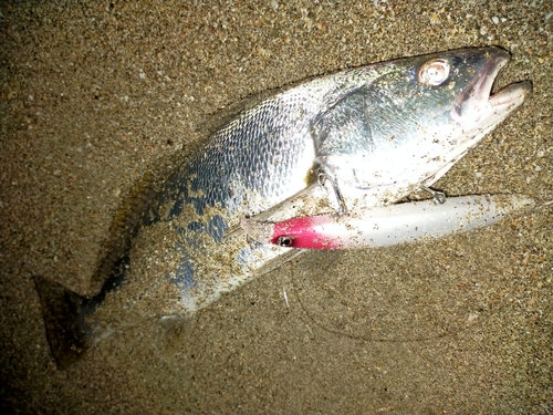 ニベの釣果