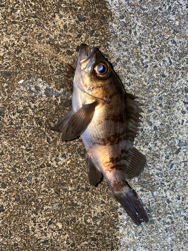 メバルの釣果