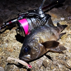 クロメバルの釣果