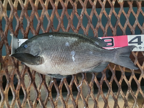 メジナの釣果