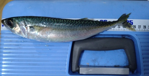 サバの釣果