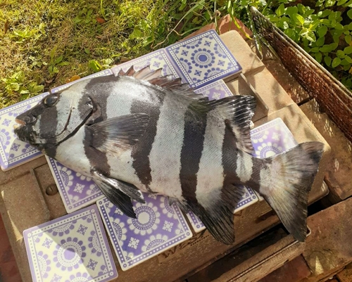 イシダイの釣果