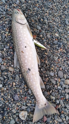 アメマスの釣果