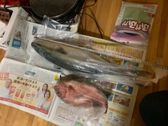 ハマチの釣果