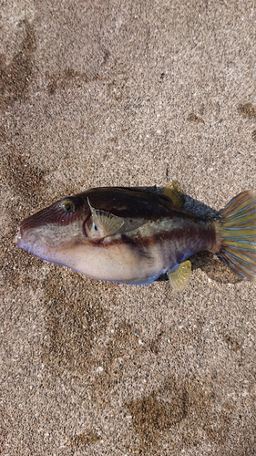 キタマクラの釣果