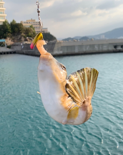 フグの釣果