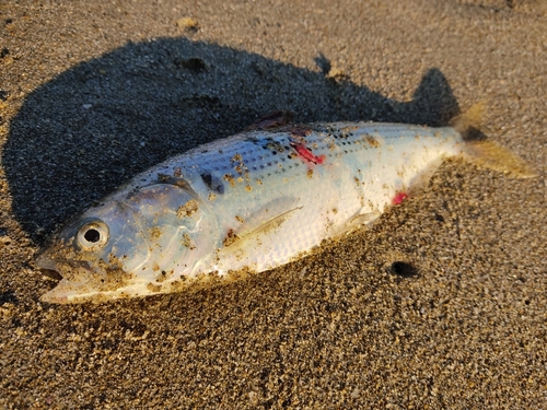 コノシロの釣果