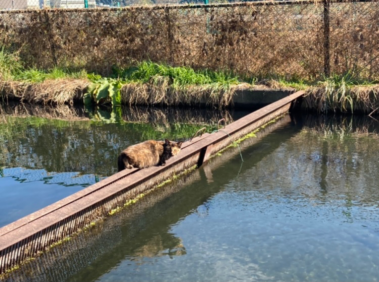 トラウト