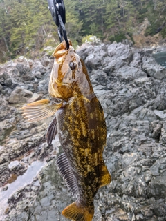 アイナメの釣果