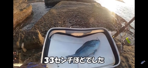 グレの釣果