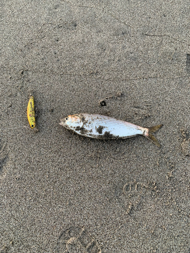 コノシロの釣果