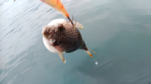 クサフグの釣果