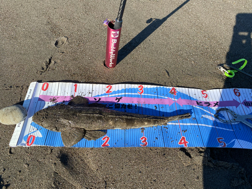 マゴチの釣果