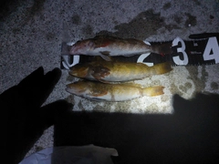アイナメの釣果