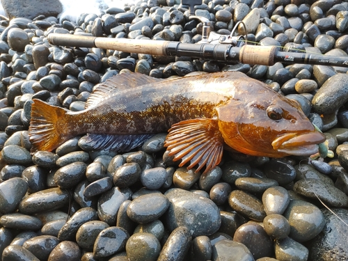 アイナメの釣果