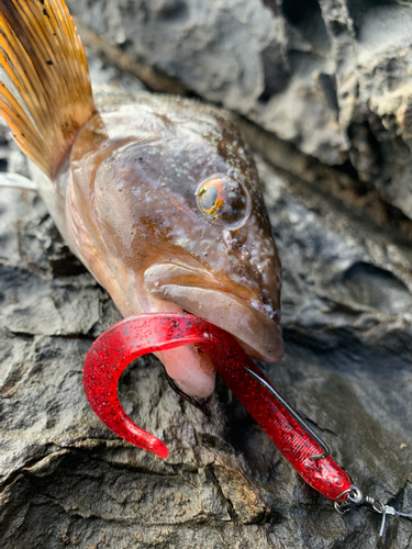 アイナメの釣果