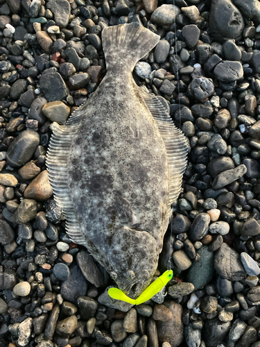 ヒラメの釣果