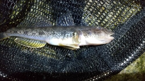 マハゼの釣果