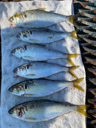 コノシロの釣果