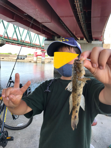 ウロハゼの釣果