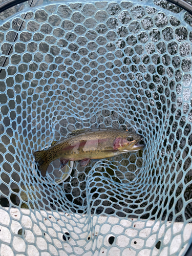 ニジマスの釣果