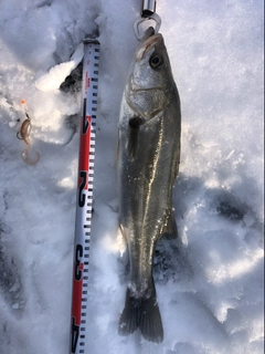 マルスズキの釣果