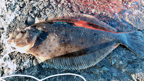 ヒラメの釣果